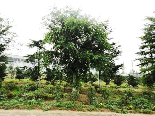 實(shí)景展示41