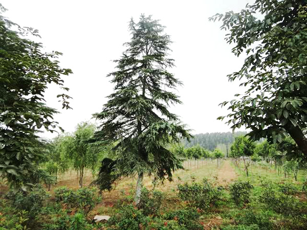 實(shí)景展示40