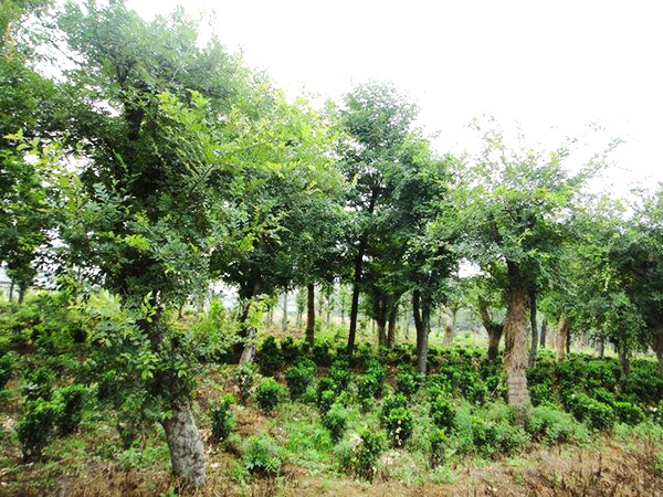 實(shí)景展示29