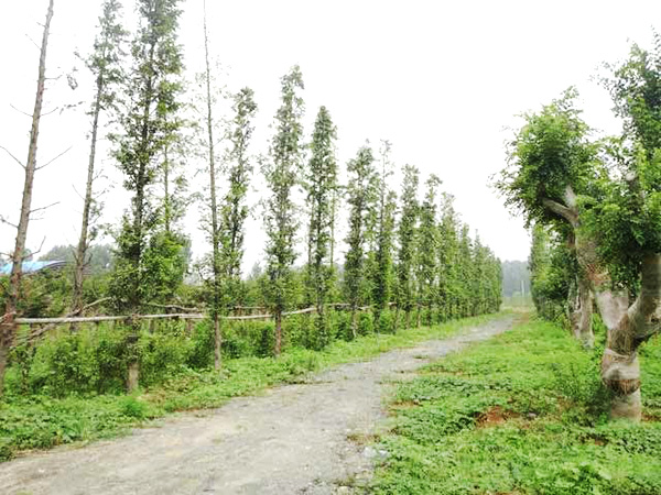 實(shí)景展示24