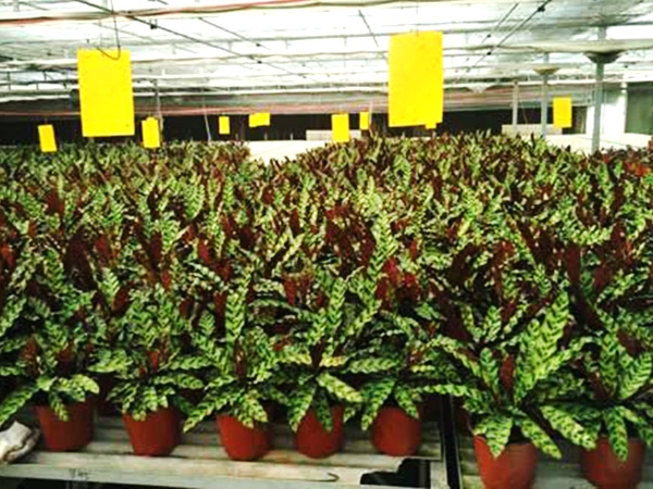 濟(jì)寧市兗州區(qū)興隆農(nóng)業(yè)科技示范有限公司網(wǎng)站改版升級(jí)