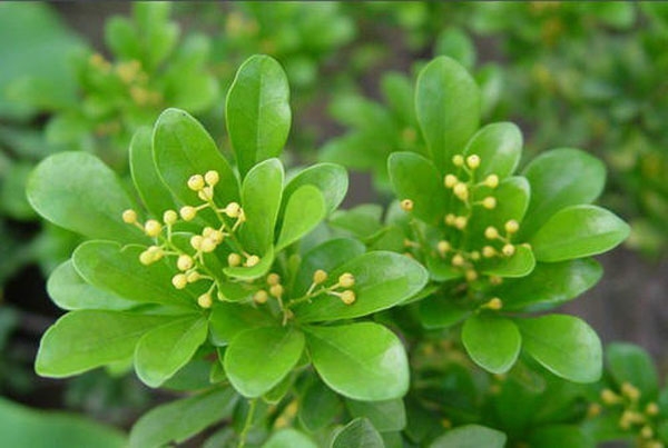 濟(jì)寧大型花卉批發(fā)市場(chǎng)，兗州興隆花卉大市場(chǎng)，霜降節(jié)氣寄語(yǔ)